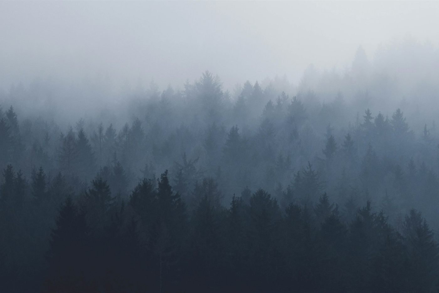 Clear view of misty trees through clean glass